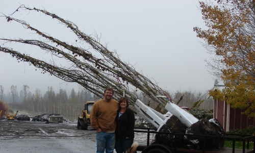 Customer car loaded with tree