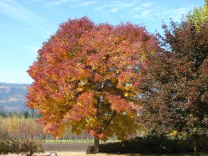 Autumn Purple Fall Color